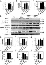 Phospho-NDRG1 (Thr346) Polyclonal Antibody