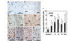 Adenosine Kinase Antibody in Immunohistochemistry (IHC)