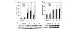 Adenosine Kinase Antibody in Western Blot (WB)