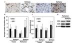 Adenosine Kinase Antibody in Western Blot, Immunohistochemistry (WB, IHC)