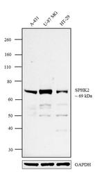 SPHK2 Antibody in Western Blot (WB)