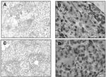Securin Antibody in Immunohistochemistry (IHC)