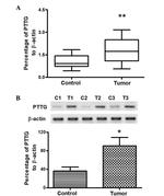 Securin Antibody in Western Blot (WB)