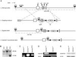 ADAMTS4 Antibody in Western Blot (WB)