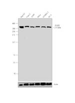 FASN Antibody in Western Blot (WB)