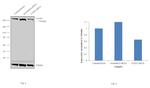 FASN Antibody in Western Blot (WB)
