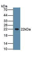 Beta-casein Antibody in Western Blot (WB)