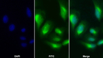 ISLR Polyclonal Antibody