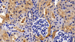 ISLR Antibody in Immunohistochemistry (Paraffin) (IHC (P))
