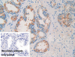 ISLR Antibody in Immunohistochemistry (Paraffin) (IHC (P))