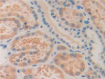 ISLR Antibody in Immunohistochemistry (Paraffin) (IHC (P))