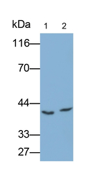 ISLR Antibody in Western Blot (WB)