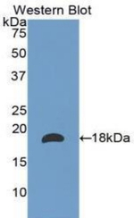 Laminin alpha-1 Antibody in Western Blot (WB)