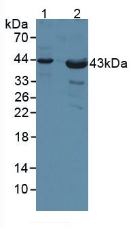 CD155 Antibody in Western Blot (WB)