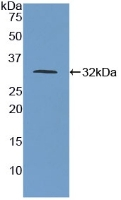 CD155 Antibody in Western Blot (WB)