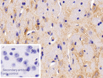 PKIB Antibody in Immunohistochemistry (Paraffin) (IHC (P))