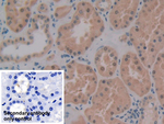 PKIB Antibody in Immunohistochemistry (Paraffin) (IHC (P))