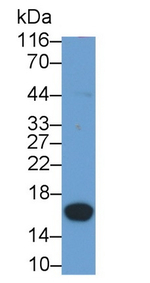 PKIB Antibody in Western Blot (WB)