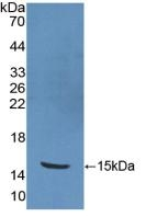 PKIB Antibody in Western Blot (WB)