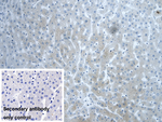 DVL1 Antibody in Immunohistochemistry (Paraffin) (IHC (P))