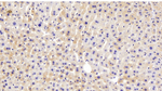 DVL1 Antibody in Immunohistochemistry (Paraffin) (IHC (P))