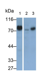 DVL1 Antibody in Western Blot (WB)