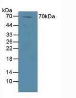 DVL1 Antibody in Western Blot (WB)