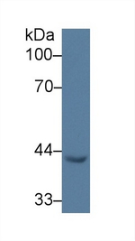 EGR3 Antibody in Western Blot (WB)