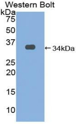 EGR3 Antibody in Western Blot (WB)