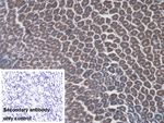 ATP4A Polyclonal Antibody