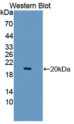 LECT2 Antibody in Western Blot (WB)