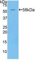 PAPPA Antibody in Western Blot (WB)