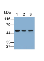 GAL3ST1 Antibody in Western Blot (WB)