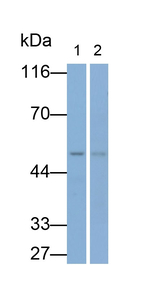 GAL3ST1 Antibody in Western Blot (WB)