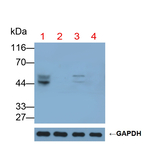 GAL3ST1 Antibody in Western Blot (WB)