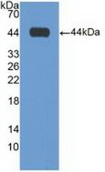GAL3ST1 Antibody in Western Blot (WB)