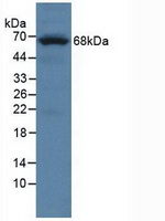 PTPRO Antibody in Western Blot (WB)