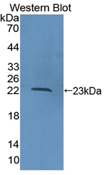 COL16A1 Antibody in Western Blot (WB)