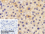 SAA Antibody in Immunohistochemistry (Paraffin) (IHC (P))