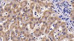 SAA Antibody in Immunohistochemistry (Paraffin) (IHC (P))