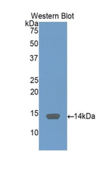 SAA Antibody in Western Blot (WB)