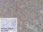 MT-ND1 Polyclonal Antibody