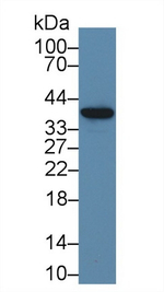 MT-ND1 Antibody in Western Blot (WB)