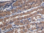 CD31 Antibody in Immunohistochemistry (Paraffin) (IHC (P))