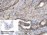 CD31 Antibody in Immunohistochemistry (Paraffin) (IHC (P))