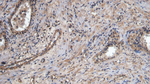 CD31 Antibody in Immunohistochemistry (Paraffin) (IHC (P))