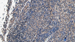 CD31 Antibody in Immunohistochemistry (Paraffin) (IHC (P))