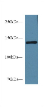 CD100 Antibody in Western Blot (WB)
