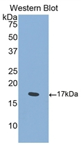 CD100 Antibody in Western Blot (WB)