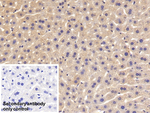 FLT3LG Antibody in Immunohistochemistry (Paraffin) (IHC (P))